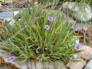 10 semillas sisyrinchium bellum (dietes azul)