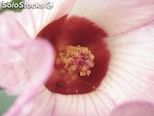 100 semillas de hibiscus sabdariffa (jamaica)