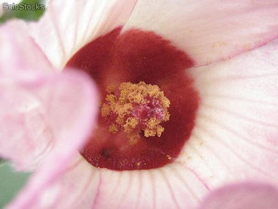 100 semillas de hibiscus sabdariffa (jamaica)