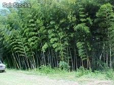 12 semillas de bamboo phyllostachys (pubescens moso)