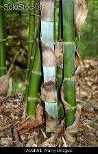 12 semillas de dendrocalamus strictus (bambu macho)