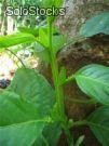 12 semillas de passiflora quadrangularis (maracuya gigante)