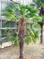 12 semillas de trachycarpus fortunei (palma excelsa)