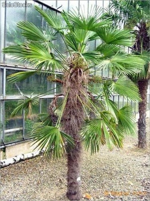 12 semillas de trachycarpus fortunei (palma excelsa)