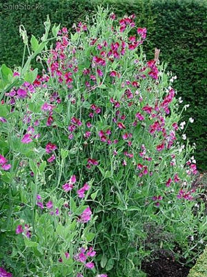 13 semillas de lathyrus odoratus (chicharo de olor var. spencer)