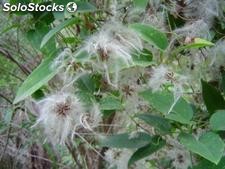 15 semillas clematis aristata (clematide aristata)
