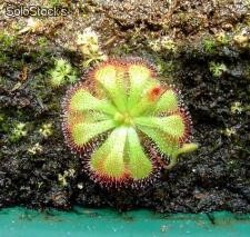 15 semillas de drosera spatulata