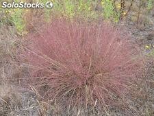 15 semillas de eragrostis spectabilis (pasto purpura)