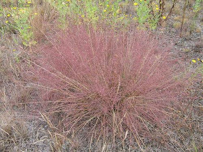 15 semillas de eragrostis spectabilis (pasto purpura)