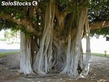 15 semillas de ficus benghalensis (higuera de bengala)