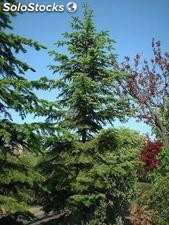 15 semillas de picea jezoensis (falso abeto de siberia)