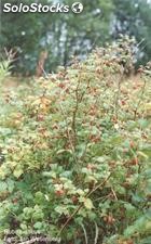 15 semillas de rubus idaeus (frambuesa o chardon)