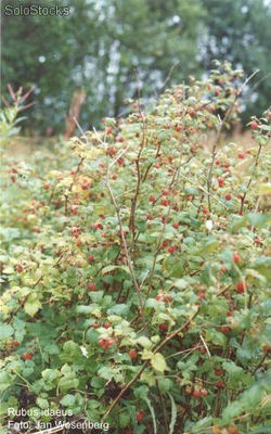 15 semillas de rubus idaeus (frambuesa o chardon)