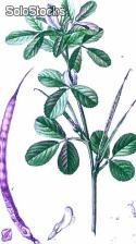 15 semillas de trigonella foenum-graecum (alholva o fenogreco)