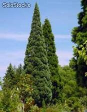 16 semillas de sequoiadendron giganteum (secuoya gigante)