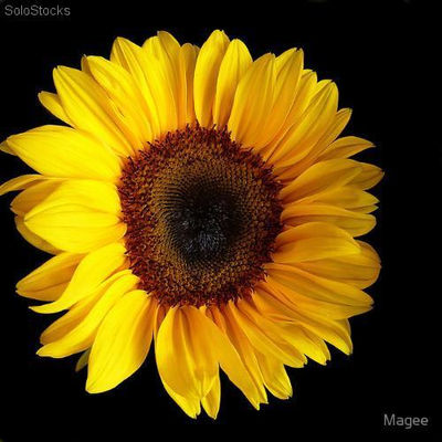 16 semillas helianthus annuus big smile, girasol amarillo un sol