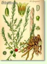 20 semillas de asparagus officinalis (esparrago)