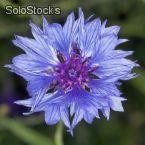 20 semillas de centaurea cyanus (aciano o azulejo)