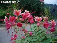 20 semillas de flamboyant enano - caesalpinia pulcherrima