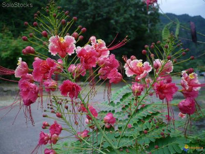 20 semillas de flamboyant enano - caesalpinia pulcherrima