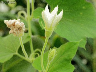 20 semillas de guaje o jicara (lagenaria siceraria)