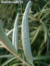 20 semillas de hippophae rhamnoides (espino falso)