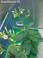 20 semillas de nicotiana tabacum var. havana (tabaco variedad ha