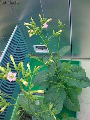 20 semillas de nicotiana tabacum var. havana (tabaco variedad ha