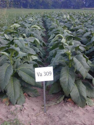 20 semillas de nicotiana tabacum var. va309
