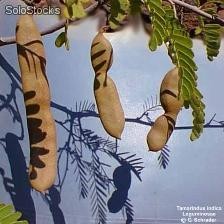 20 semillas de tamarindus indica (tamarindo)