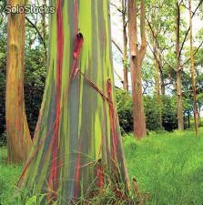 20 semillas eucalyptus deglupta (eucalipto kamarere)