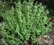200 semillas de thymus vulgaris (tomillo)