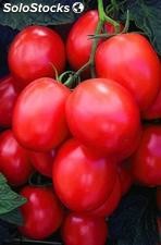 25 Mil Semillas Tomate Saladette Ind. Loreto f1 Seminis
