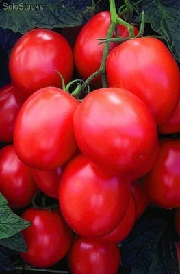 25 Mil Semillas Tomate Saladette Ind. Loreto f1 Seminis