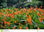 25 mudas de heliconias - Foto 2