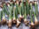 25 mudas de heliconias - Foto 3