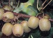 25 semillas de actinia chinensis (kiwi, grosella china)