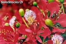 25 semillas de delonix regia (flamboyan)