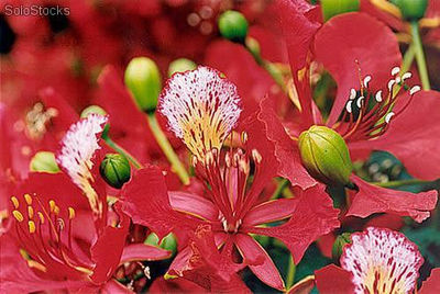 25 semillas de delonix regia (flamboyan)