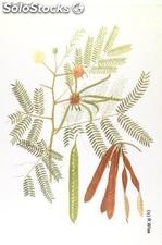 25 semillas de leucaena leucocephala (arbol del guaje)