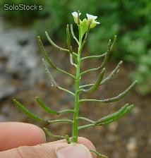 25 semillas de nasturtium officinale (berro, mastuerzo de agua)