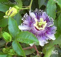 25 semillas de passiflora edulis (maracuya, fruto de la pasion