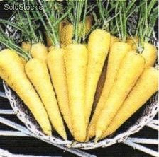 25 semillas de zanahoria amarilla