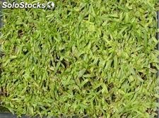 250 gr de semillas de pennisetum clandestinum kikuyu (kikuyu)
