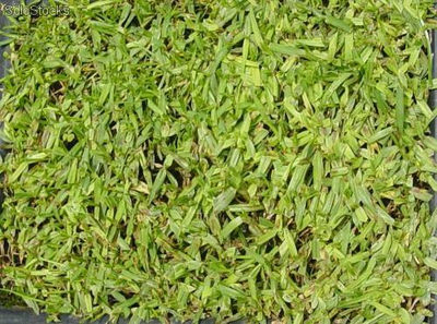 250 gr de semillas de pennisetum clandestinum kikuyu (kikuyu)