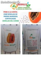 2500 semillas papaya maradol certificadas semillas del caribe