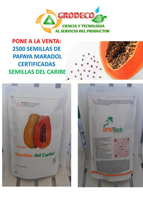 2500 semillas papaya maradol certificadas semillas del caribe