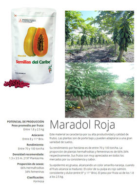 2500 semillas papaya maradol certificadas semillas del caribe - Foto 2