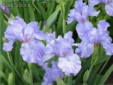 26 semillas de iris germanica (irio o lirio)