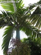 3 semillas de chambeyronia macrocarpa (chambeironia o palmera ro